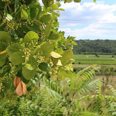 Vila Flora เซโชเล ภายนอก รูปภาพ